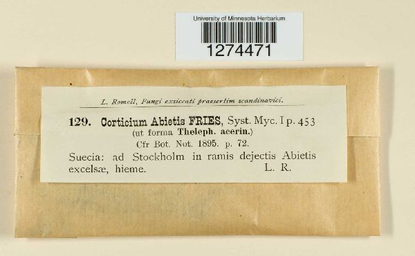 Corticium abietis image