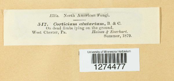 Vararia investiens image