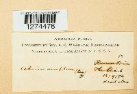 Aleurodiscus amorphus image