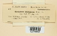 Aleurodiscus amorphus image