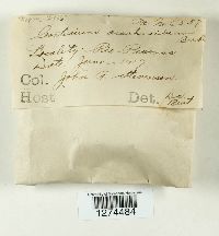 Corticium arachnoideum image