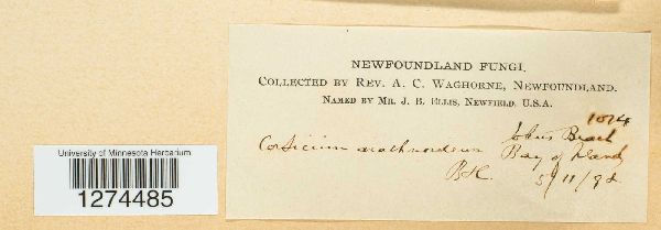 Corticium arachnoideum image