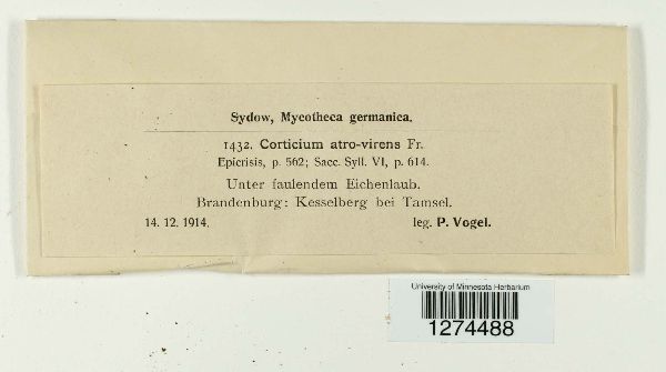 Corticium atrovirens image