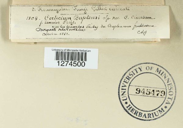 Corticium bupleuri image