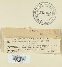 Exidiopsis calcea image