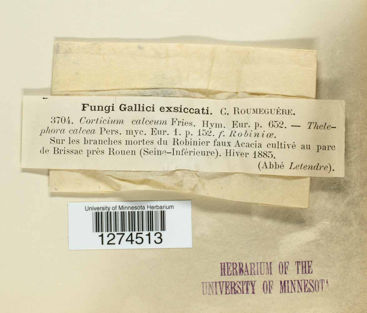 Exidiopsis calcea image