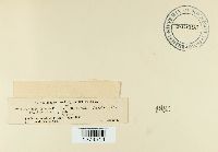 Exidiopsis calcea image