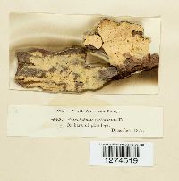 Exidiopsis calcea image