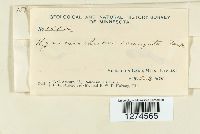 Hymenochaete corrugata image