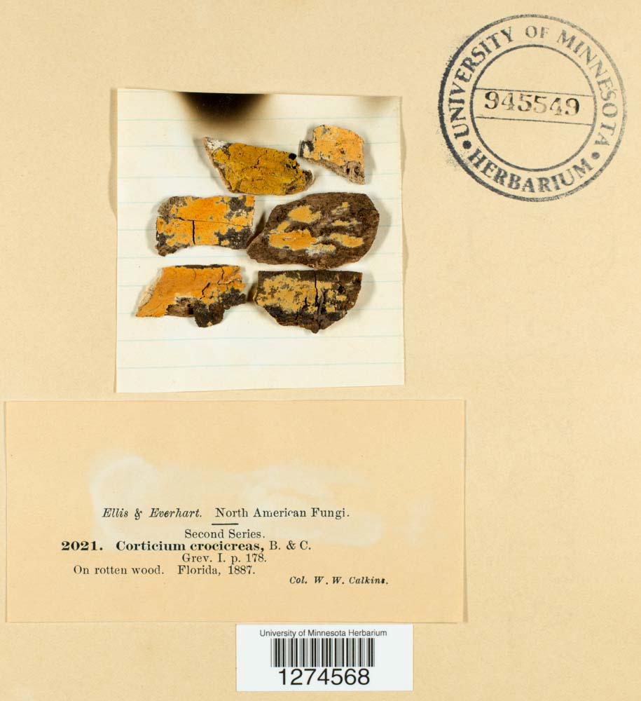 Ginnsia viticola image