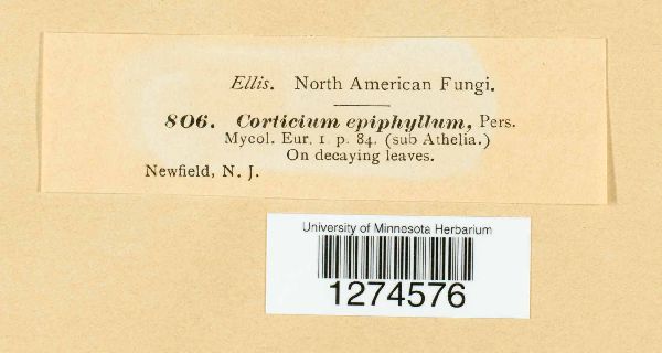 Corticium epiphyllum image