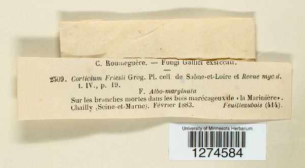 Corticium friesii image