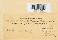 Peniophora incarnata image