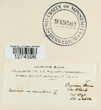 Peniophora incarnata image