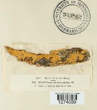 Peniophora incarnata image