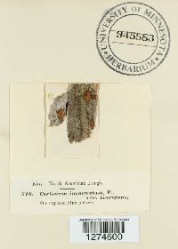 Peniophora incarnata image