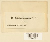 Peniophora incarnata image