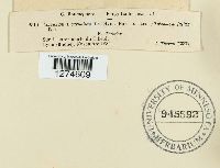 Peniophora incarnata image