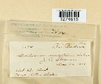 Vararia investiens image