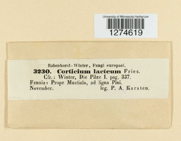 Corticium lacteum image