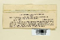 Corticium lacteum image