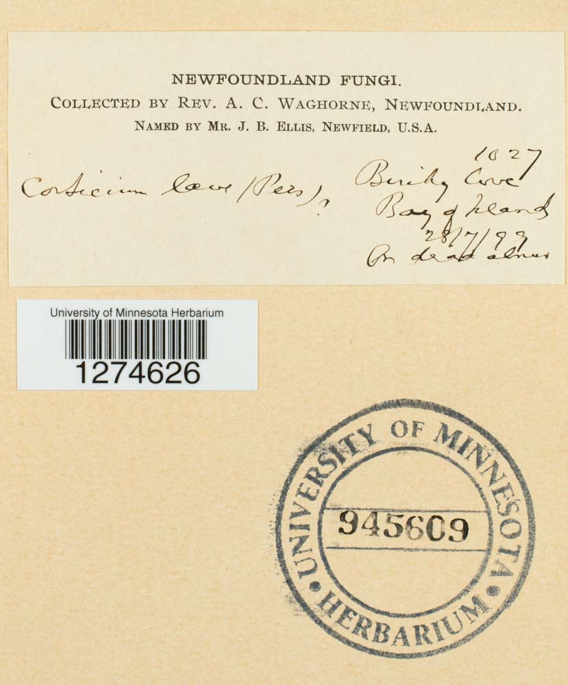 Corticium laeve image