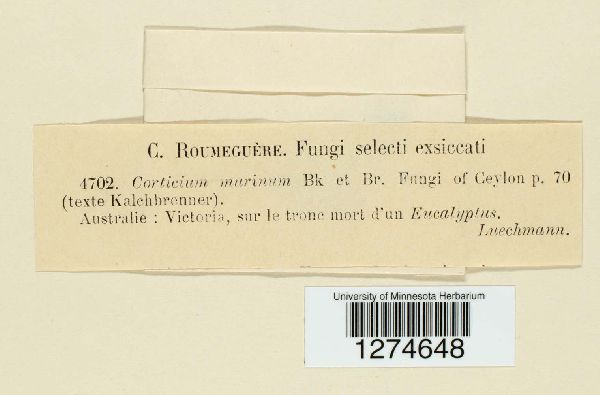 Corticium murinum image