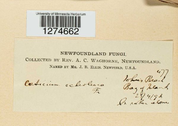 Corticium ochroleucum image