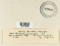 Corticium ochroleucum image