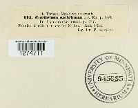 Cytidia salicina image