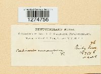 Cortinarius cinnamomeus image