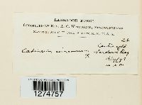 Cortinarius cinnamomeus image