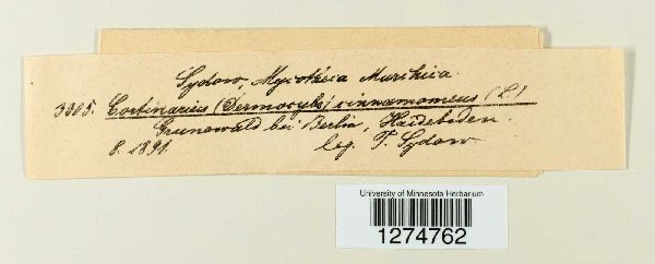 Cortinarius cinnamomeus image