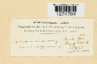 Cortinarius cinnamomeus image