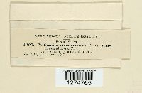 Cortinarius cinnamomeus image