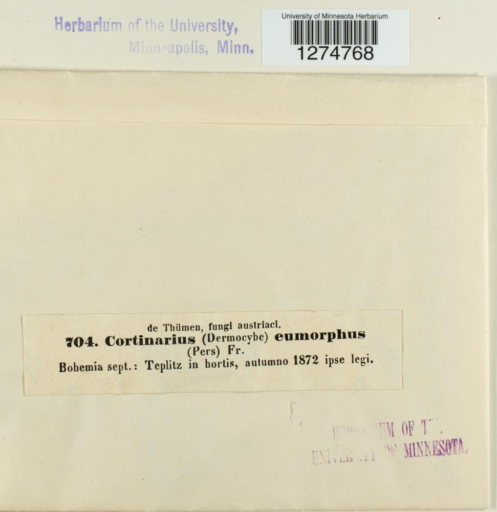 Cortinarius eumorphus image