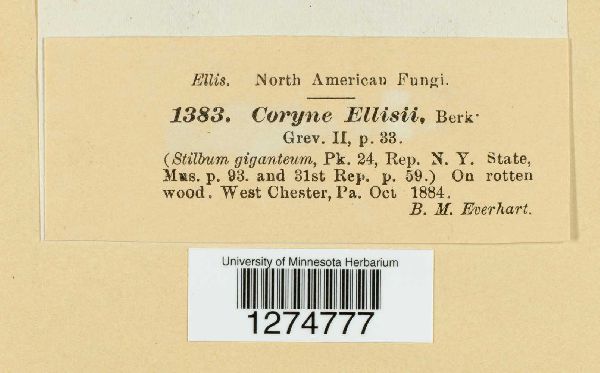 Holwaya mucida image