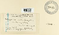 Ascocoryne sarcoides image