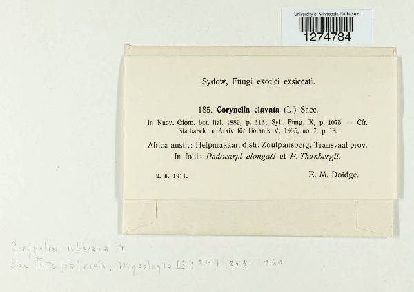 Corynelia uberata image