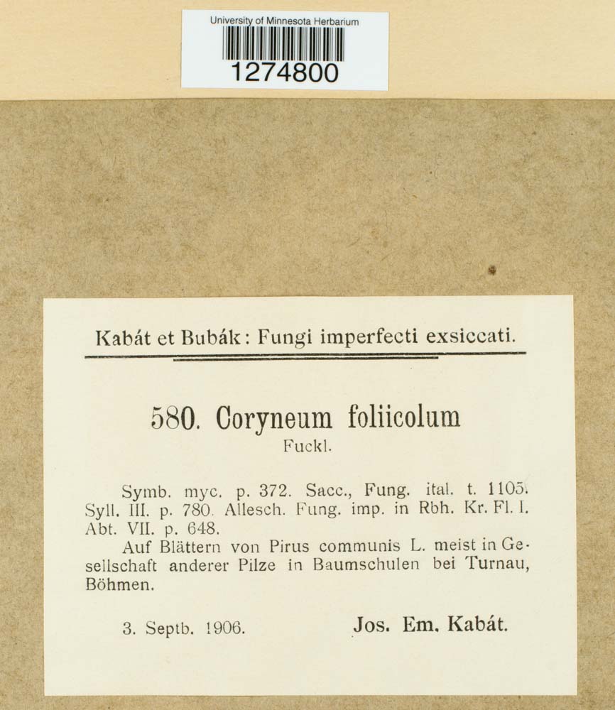 Coryneum foliicola image