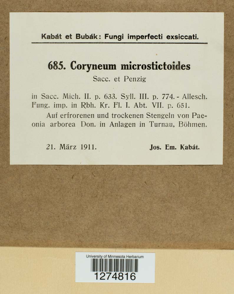 Coryneum microstictoides image