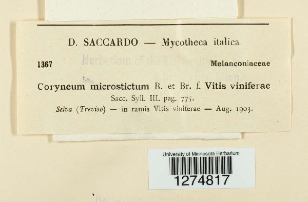 Coryneum microstictum image