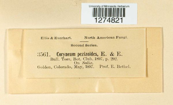 Coryneum pezizoides image