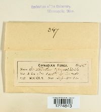 Craterellus cornucopioides image