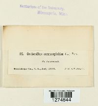 Craterellus cornucopioides image