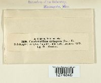 Pseudocraterellus undulatus image