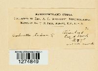 Craterellus lutescens image