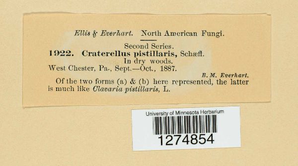 Craterellus pistillaris image