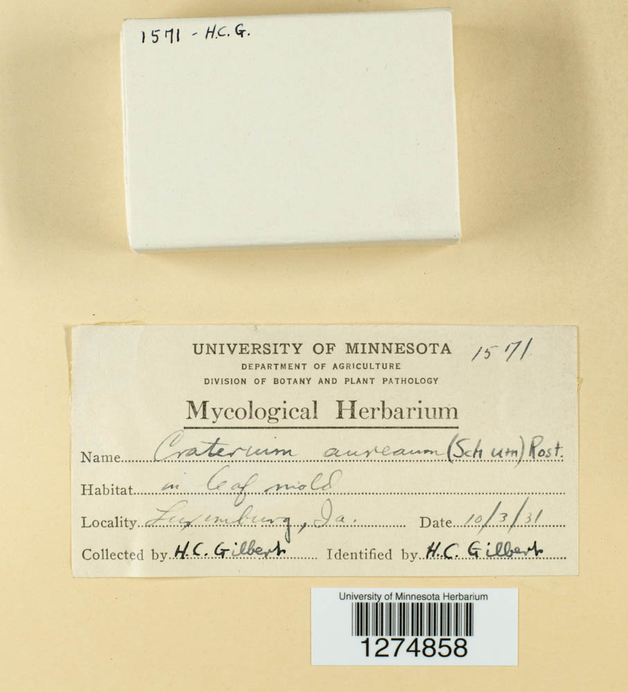 Craterium aureum image