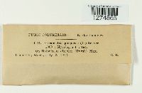 Creonectria purpurea image